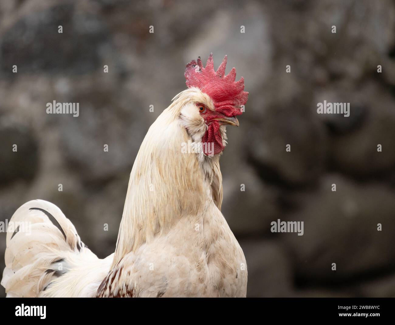 Coq crème sur un fond sombre Banque D'Images