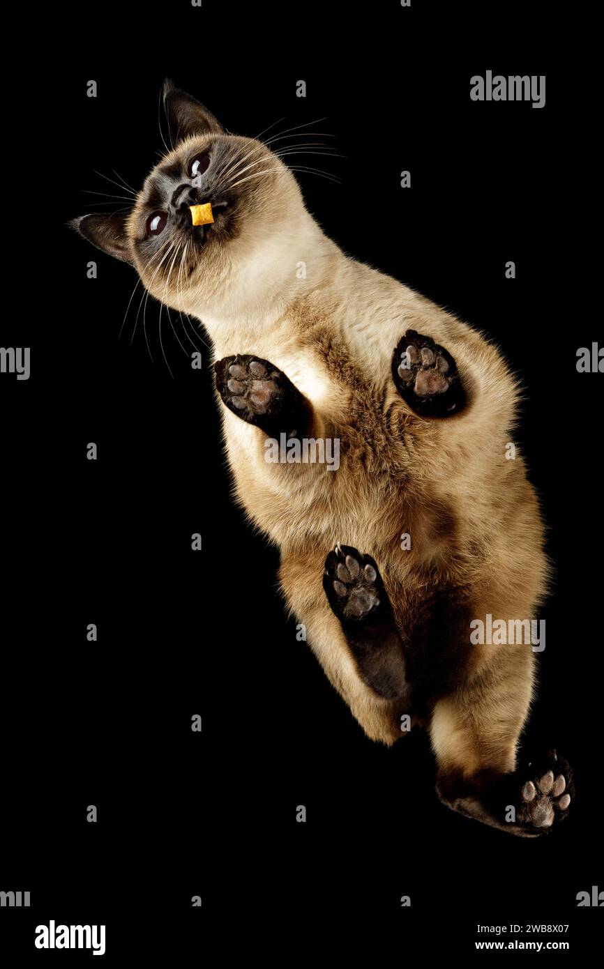 Une très belle chatte siamoise et sa friandise. Vue de dessous sur fond noir. Banque D'Images