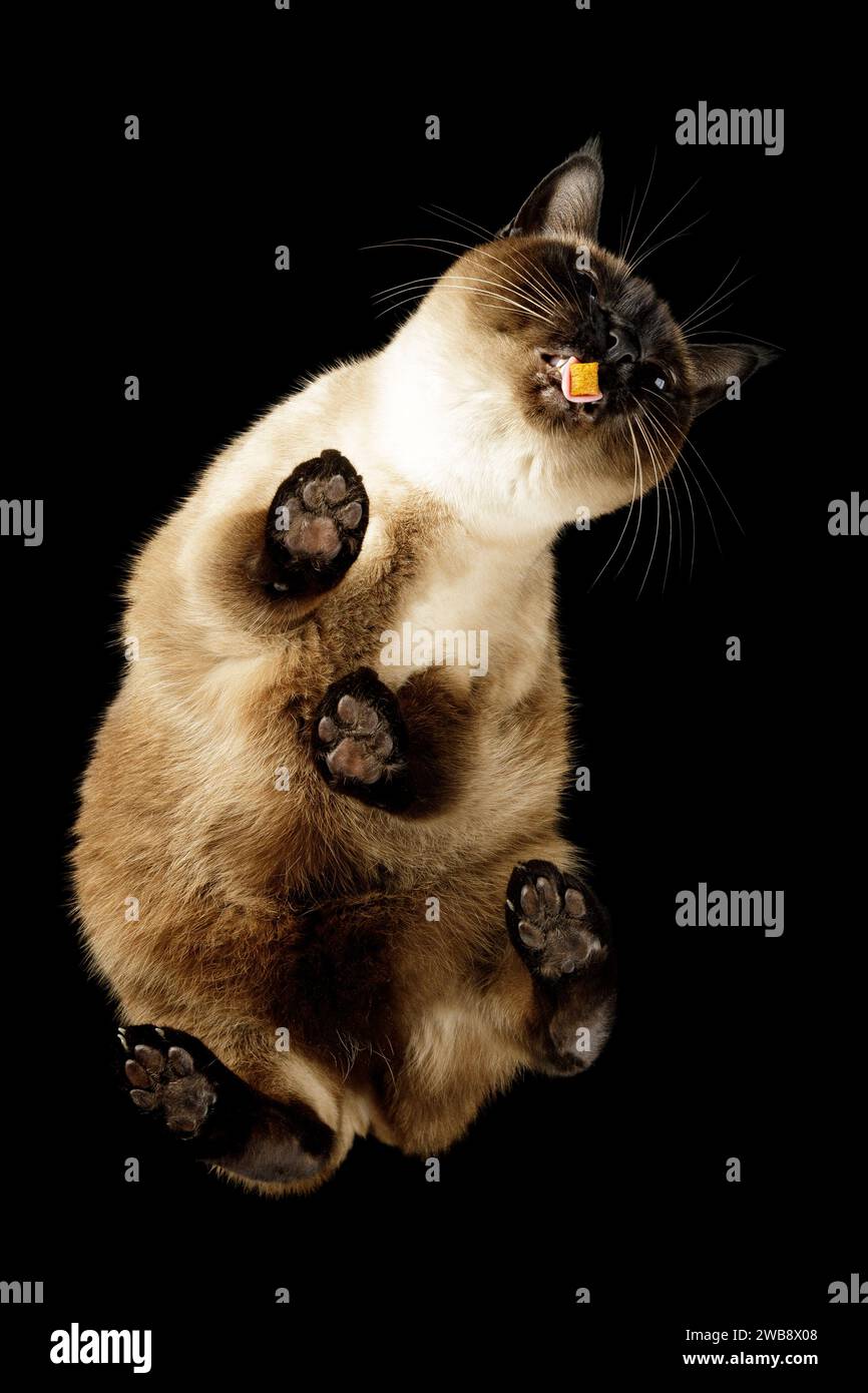 Un chat siamois mignon goûte une collation en la prenant avec sa langue. Vue de dessous sur fond noir. Banque D'Images
