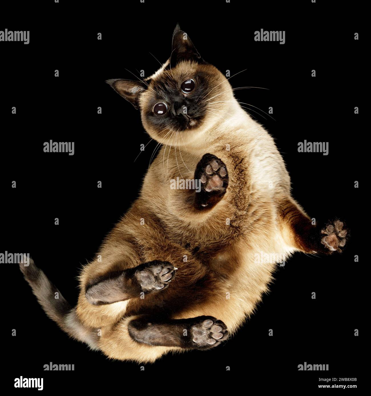 Portrait inférieur de chat siamois curieux sur verre sur fond noir. Banque D'Images