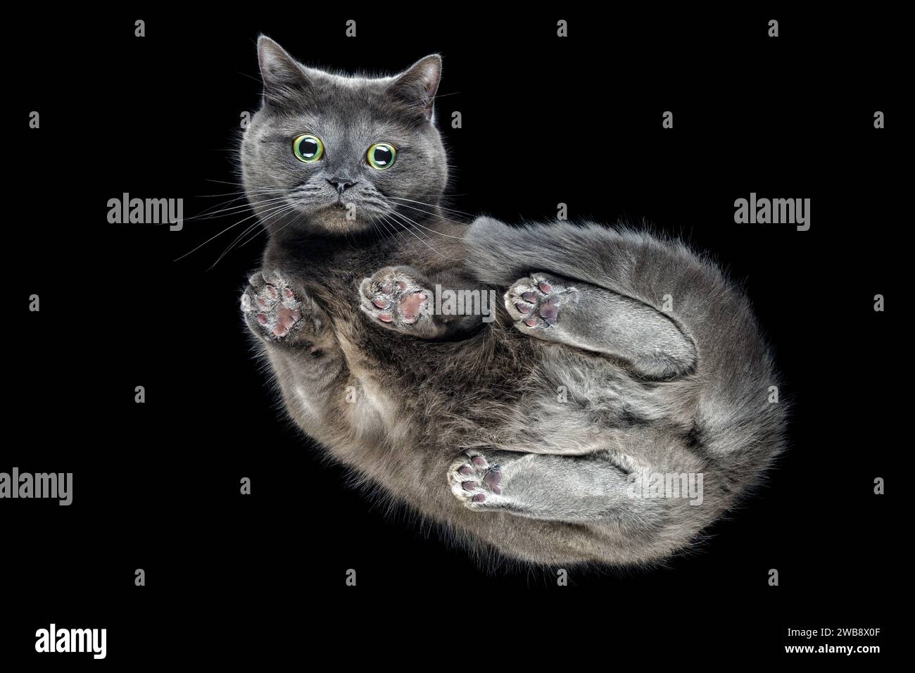 Chaton Shorthair gris britannique sur la table en verre vue de dessous. Fond noir isolé. Banque D'Images