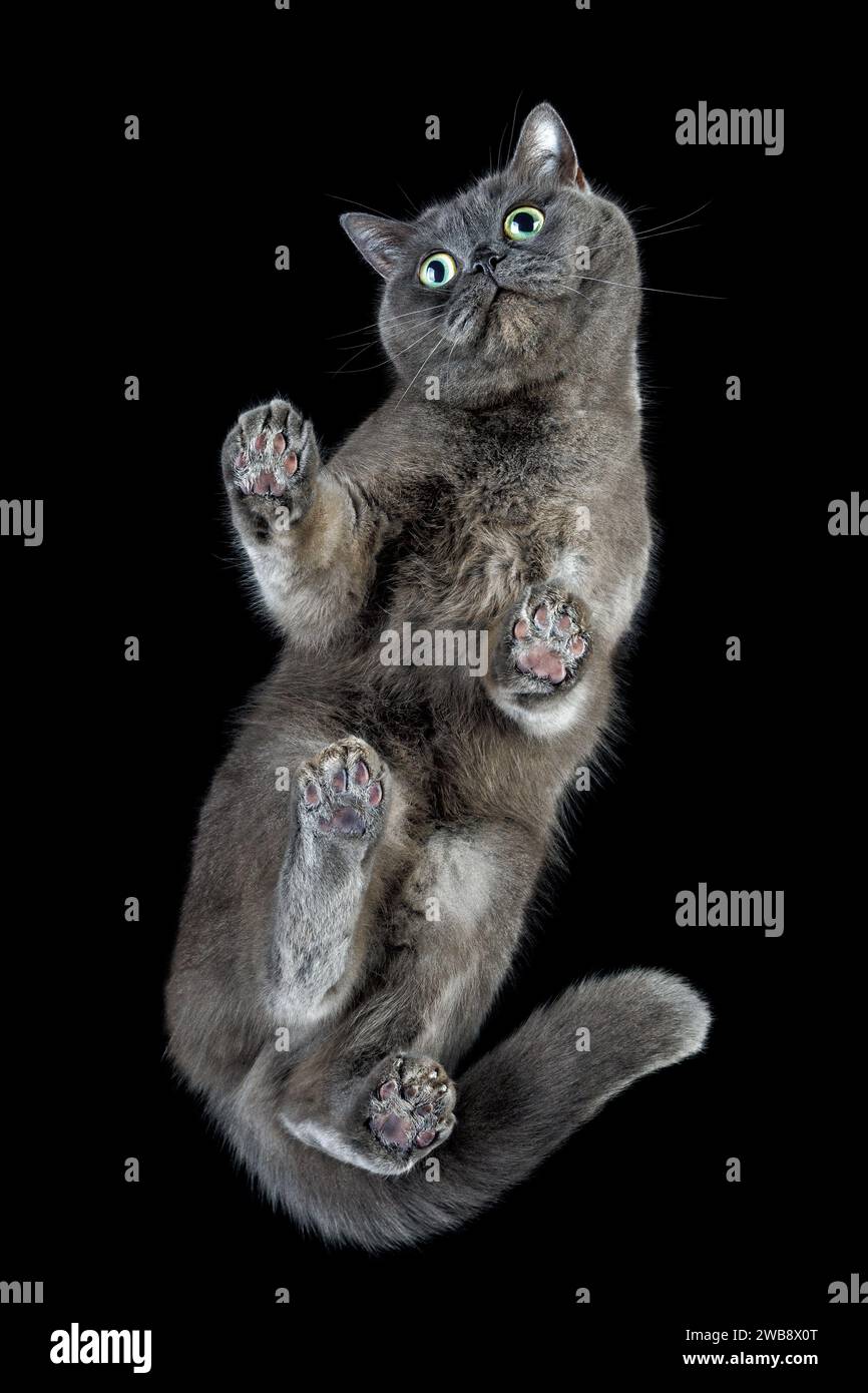Vue de bas en haut d'un chat gris debout sur un verre transparent regardant vers le bas la caméra. Idée créative, vue inhabituelle. Prise de vue du bas vers le haut jusqu'à la transp Banque D'Images