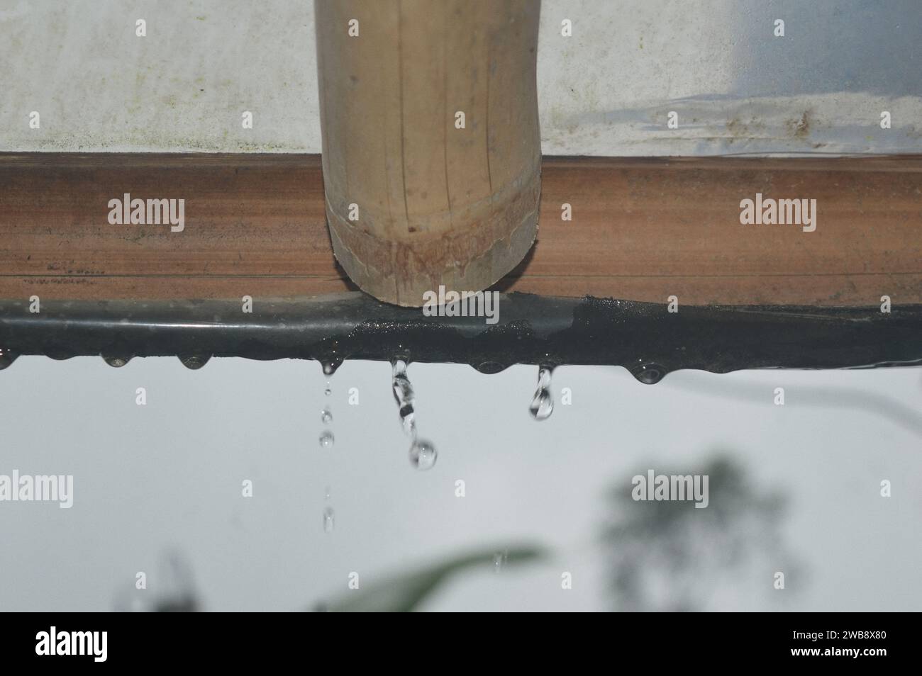 gouttes de pluie coulant du bambou Banque D'Images