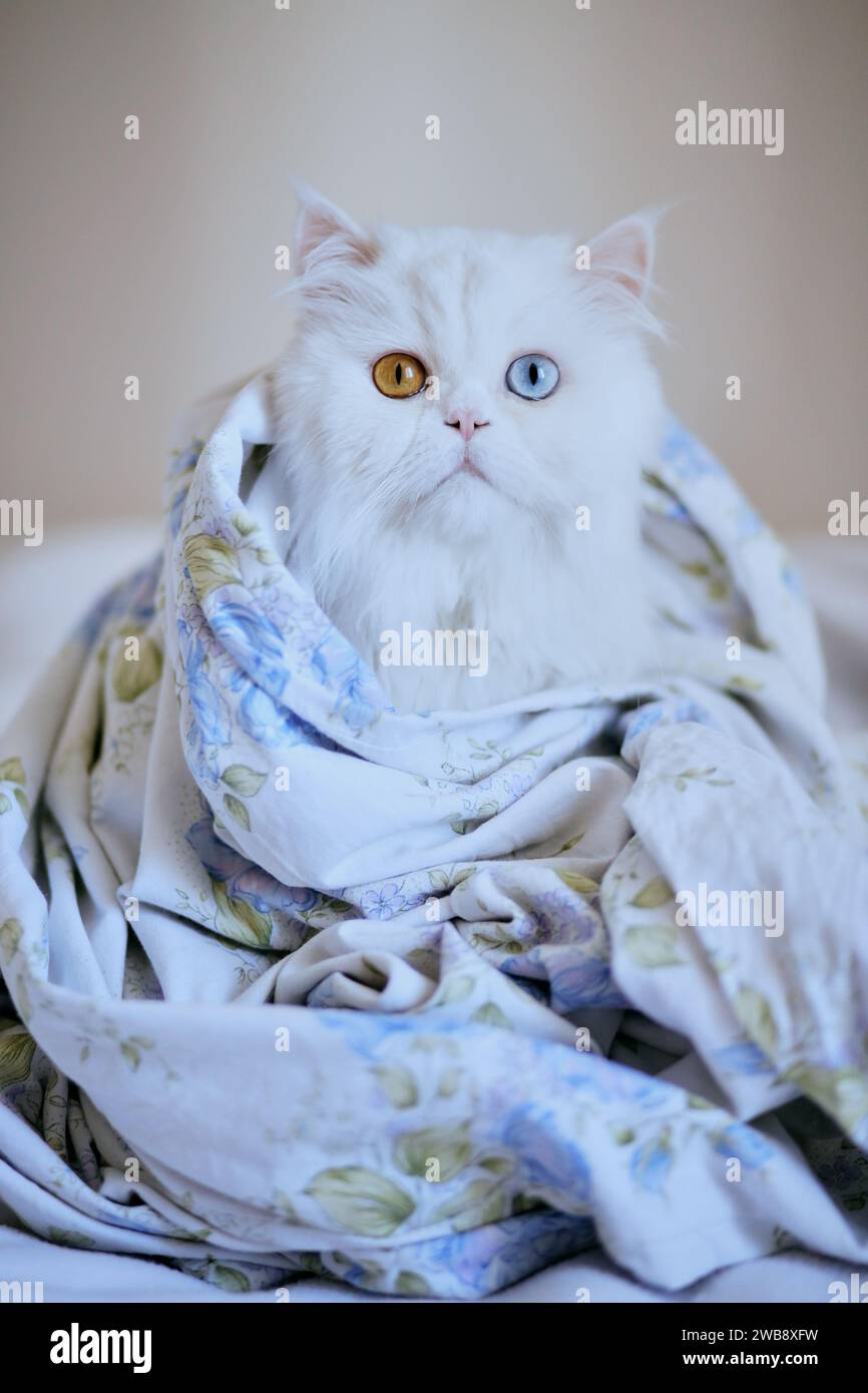 Chat persan blanc avec hétérochromie, un œil bleu et un œil ambre, enveloppé dans une couverture fleurie à l'intérieur Banque D'Images
