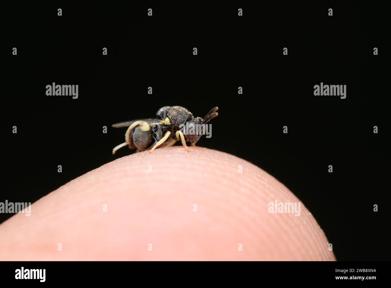 Une guêpe parasitoïde néotropicale (Brachymeria mochica) repose sur le bout du doigt humain, un moment capturant l'interaction homme-faune. Banque D'Images