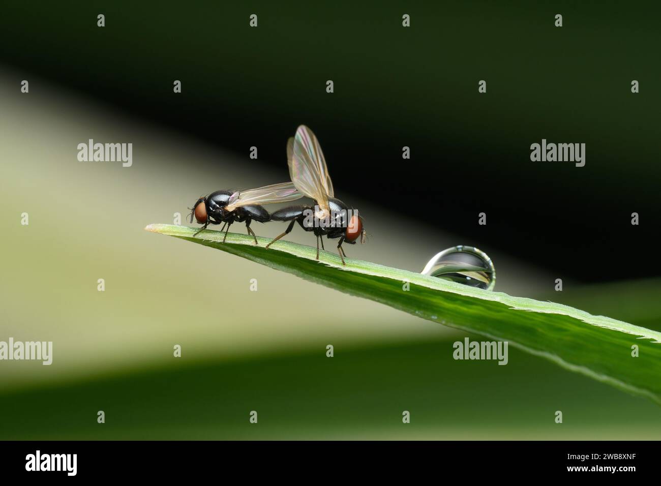 Une image mouche ailée (Ulidia erythrophthalma) reposant sur une feuille verte en Satara, avec une goutte d'eau en arrière-plan. Banque D'Images