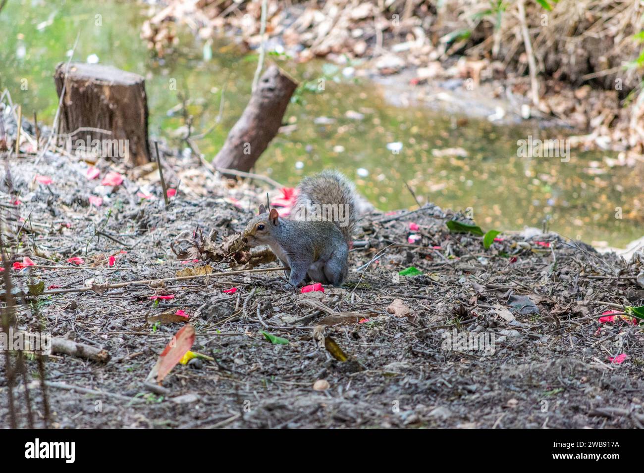 Golders Hill Park, Londres, Royaume-Uni - 7 mai 2013 : un écureuil au sol. Banque D'Images