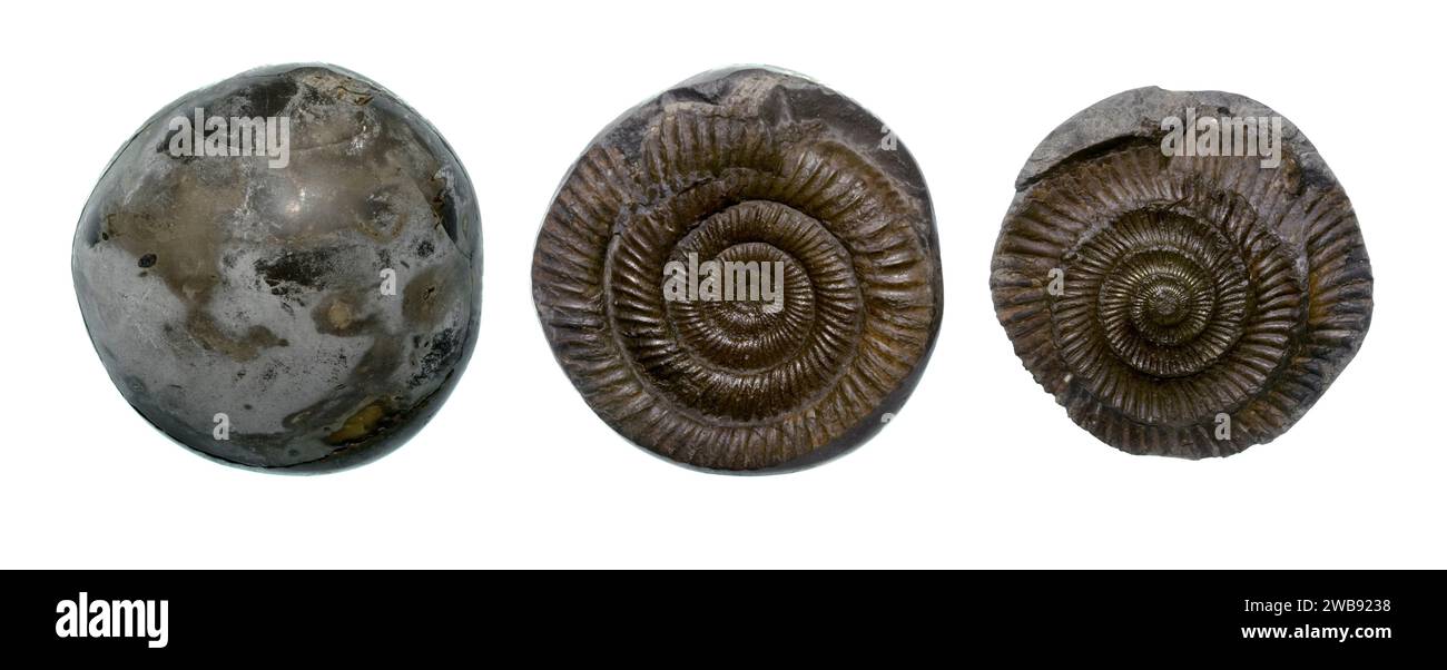 Dactylioceras Ammonite Nodule Banque D'Images