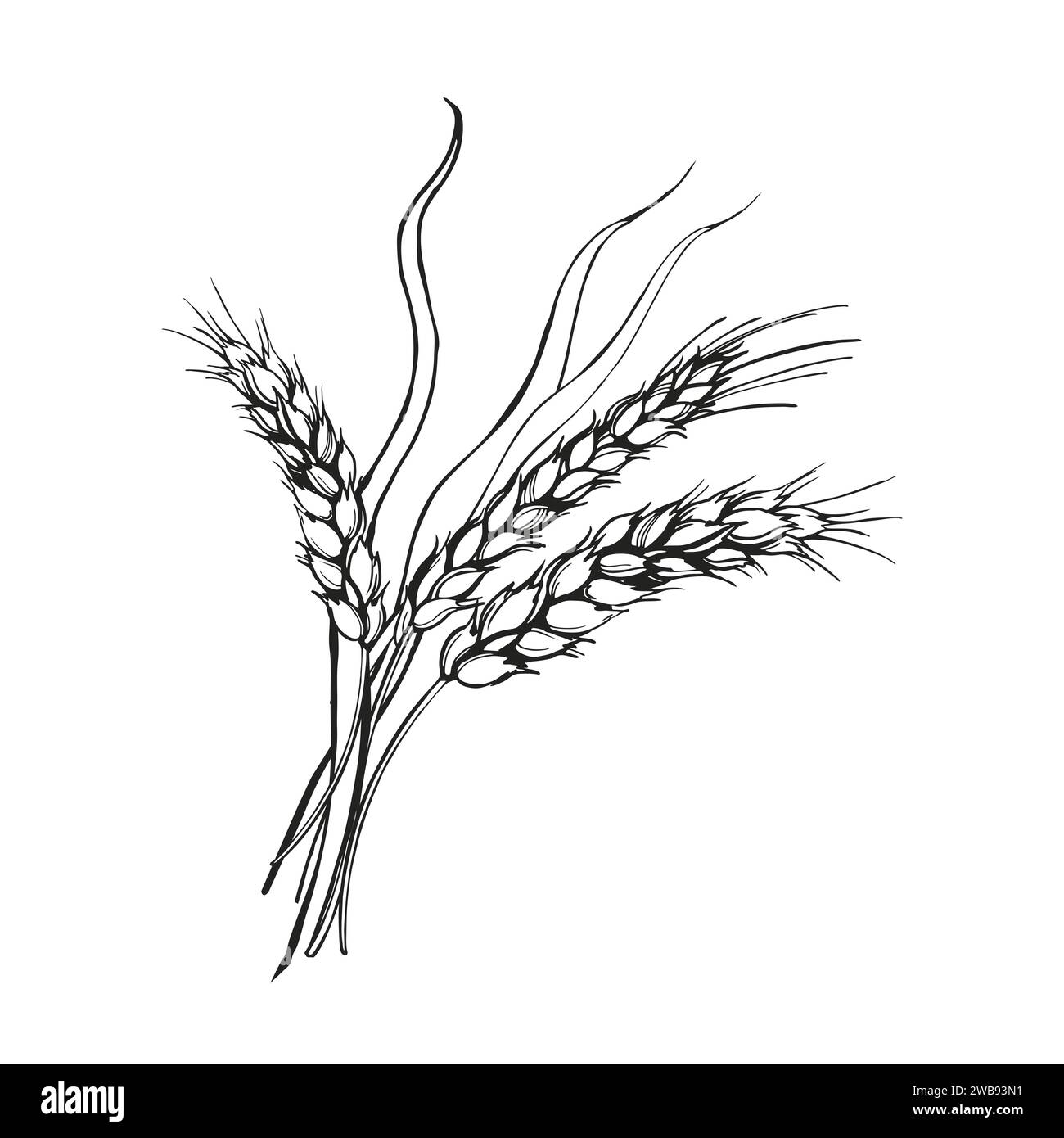 illustration vectorielle d'épis de blé, dessiné à la main trois branches de blé, thème de l'agriculture, croquis noir et blanc du thème de la récolte isolé sur blanc Illustration de Vecteur