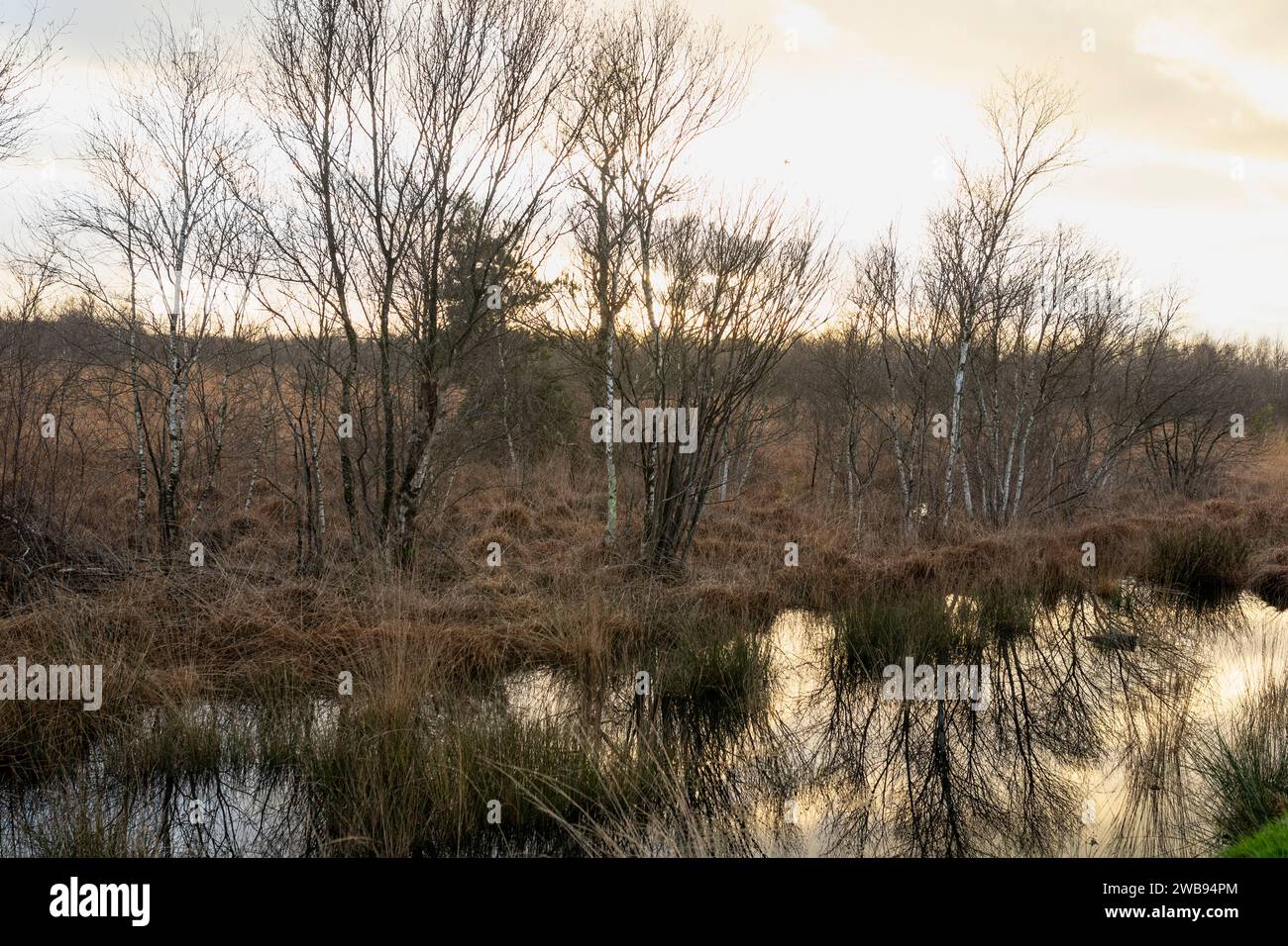 Moor et tourbe au parc national de Groote Peel pendant l'hiver aux pays-Bas Banque D'Images