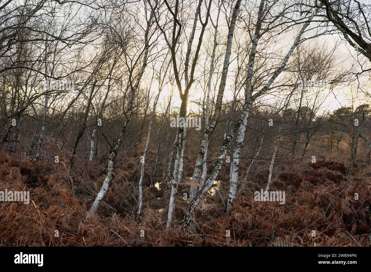 Moor et tourbe au parc national de Groote Peel pendant l'hiver aux pays-Bas Banque D'Images