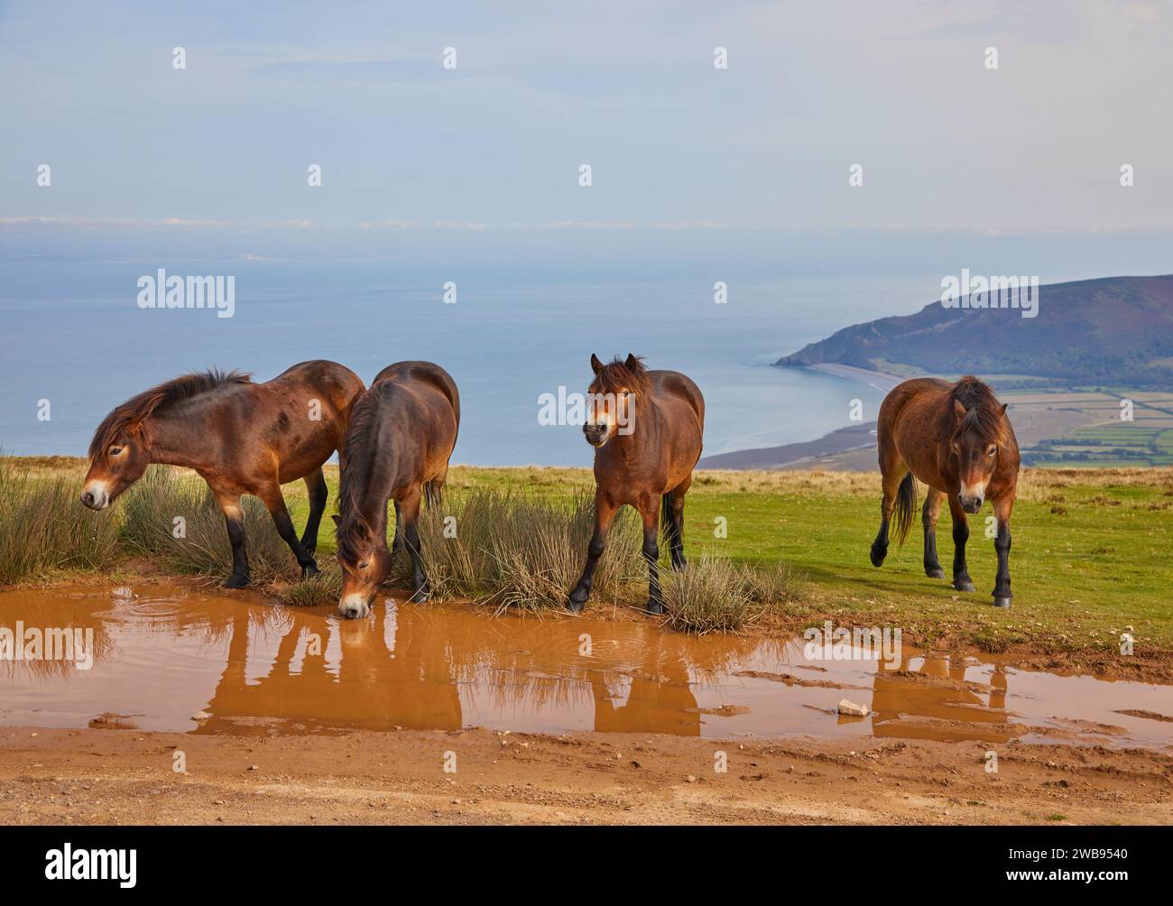Exmoor Ponies mangeant et buvant au-dessus de Porlock Common, Somerset. Banque D'Images