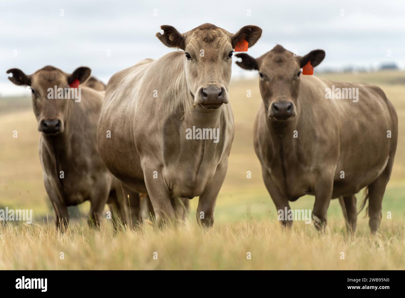 Vaches dans les champs, pâturant sur l'herbe et le pâturage en Australie, dans un ranch agricole. Bétail mangeant du foin et de l'ensilage. Les races incluent parc tacheté, gris Murray, Banque D'Images