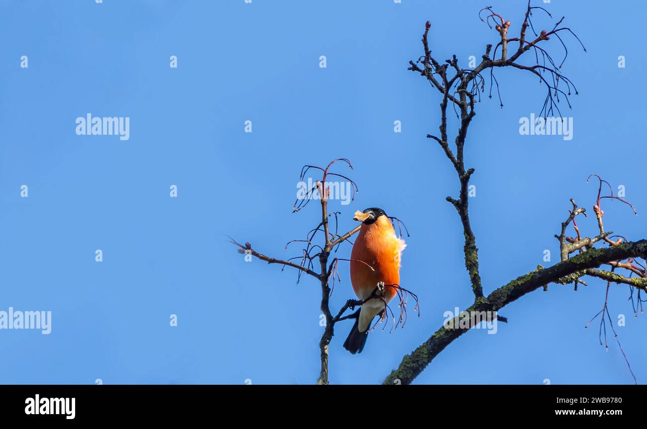 Bullfinch eurasien, bullfinch commun ou Pyrrula bullfinch contre ciel bleu Banque D'Images
