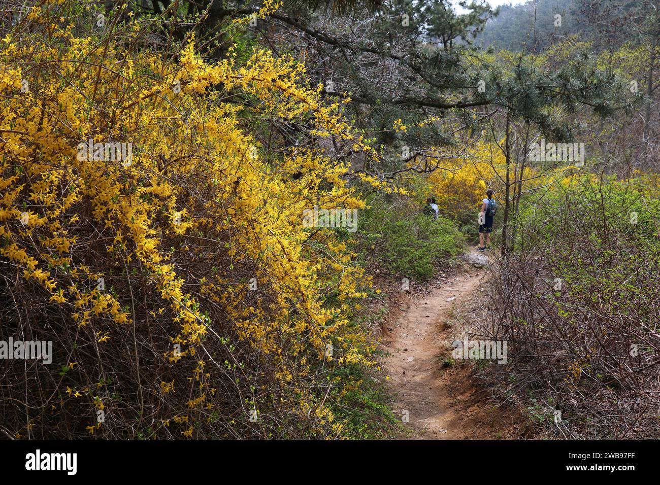 Randonnée printanière à Busan avec des fleurs de forsythia. Excursion d'une journée à Geumjeong Mountain au départ de Busan, Corée du Sud. Banque D'Images