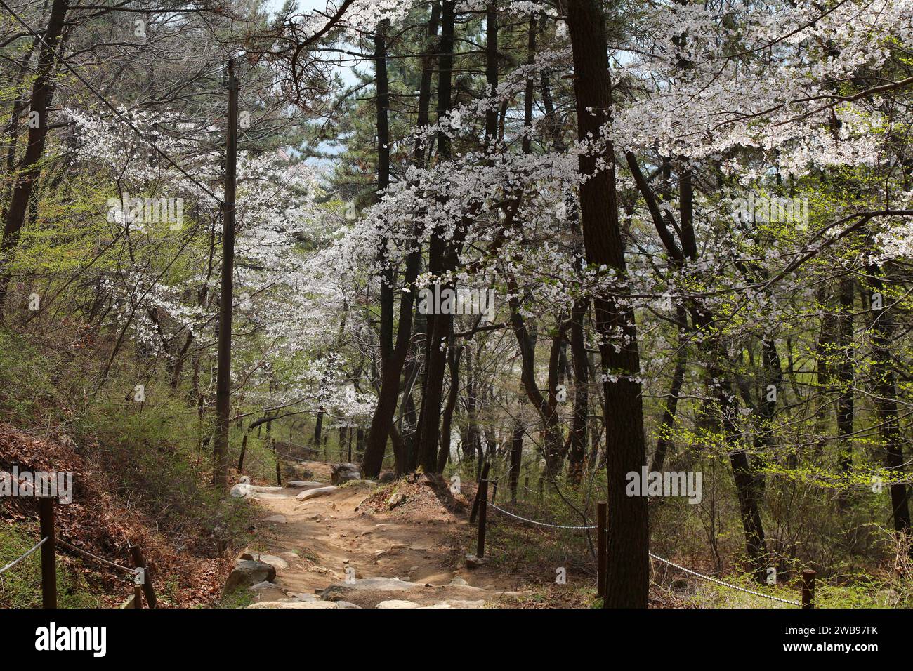 Randonnée printanière à Busan avec des cerisiers en fleurs. Excursion d'une journée à Geumjeong Mountain au départ de Busan, Corée du Sud. Banque D'Images