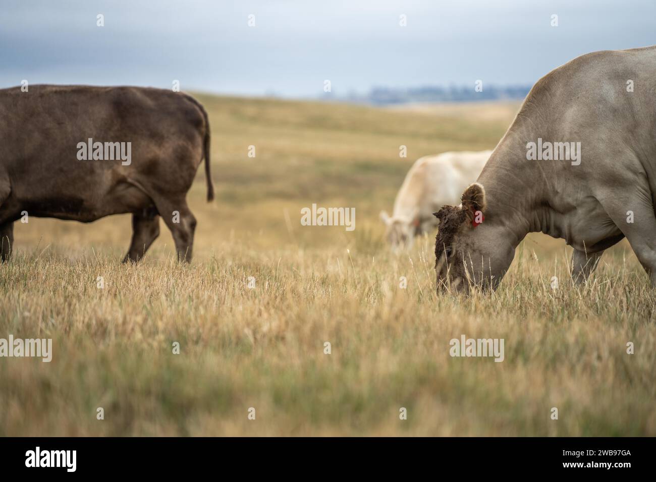 Vaches dans les champs, pâturant sur l'herbe et le pâturage en Australie, dans un ranch agricole. Bétail mangeant du foin et de l'ensilage. Les races incluent parc tacheté, gris Murray, Banque D'Images