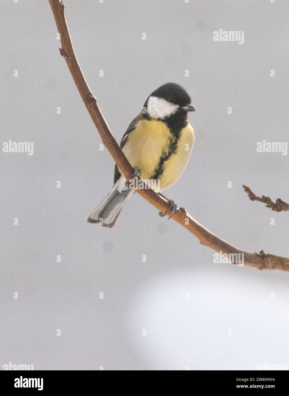 PARUS MAJOR à la succursale au début de la pluie printanière Banque D'Images