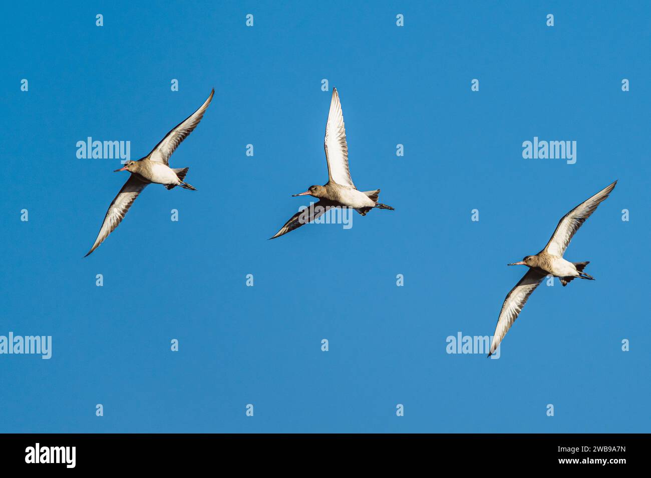 Godwit à queue noire, Limosa limosa, oiseaux en vol au-dessus des marais en hiver Banque D'Images