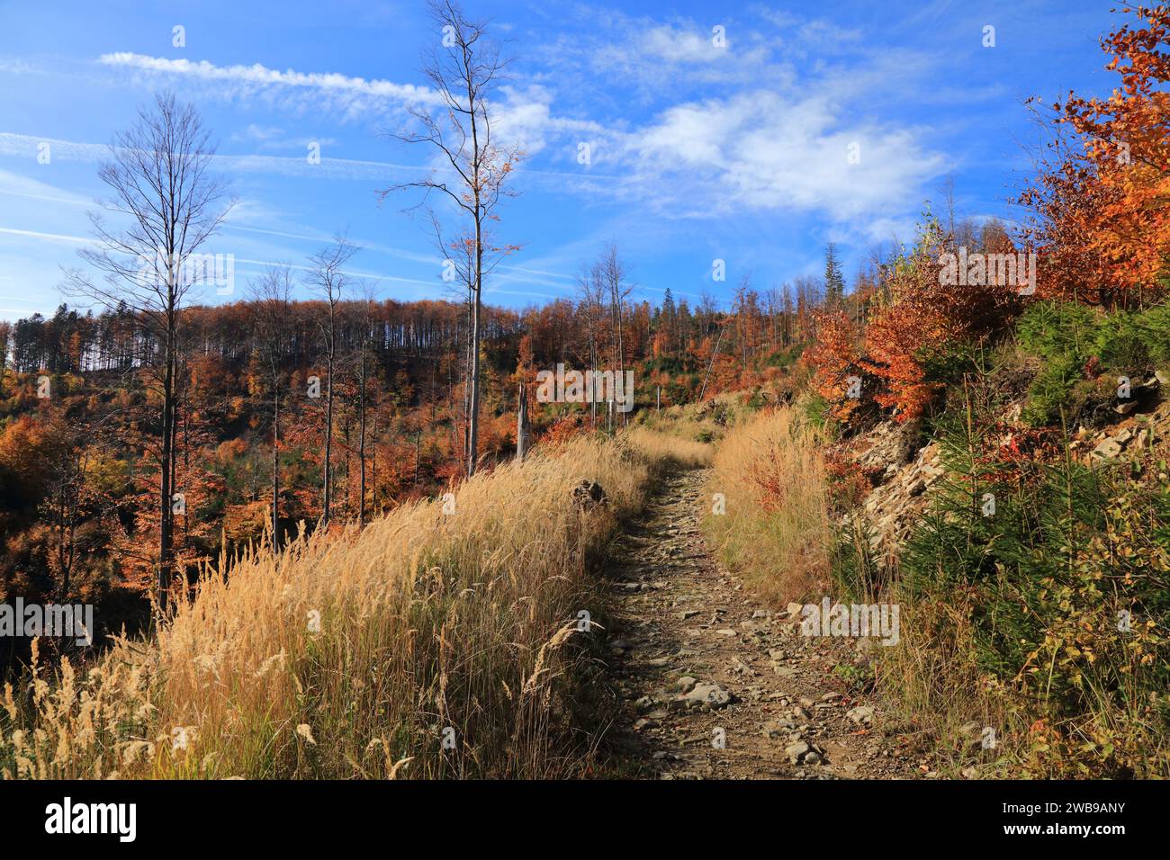 Paysage de Pologne en automne. Montagnes Beskids. Zywiec Beskids (Beskid Zywiecki) près de Bendoszka et Rycerka Gorna. Banque D'Images