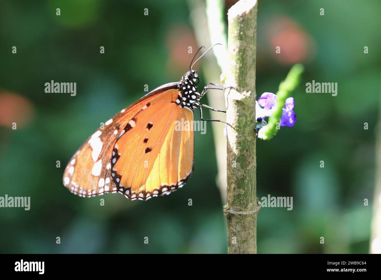 Tigre commun ou monarque indien ou papillon tigre orange reposant sur la branche dans le jardin Banque D'Images