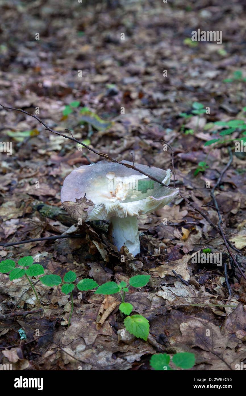 Un champignon Russula virescens est un champignon basidiomycète du genre Russula, et est communément connu sous le nom de russula craquant vert, le vert matelassé Banque D'Images