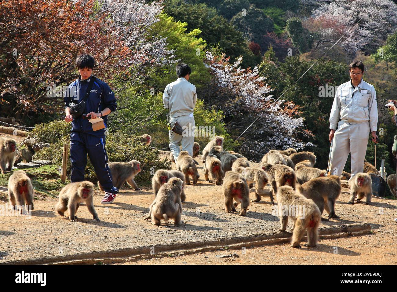 KYOTO, JAPON - 17 AVRIL 2012 : les touristes visitent les singes d'Arashiyama, Kyoto, Japon. Le parc des singes d'Iwatayama est célèbre pour son macaque sauvage japonais Banque D'Images