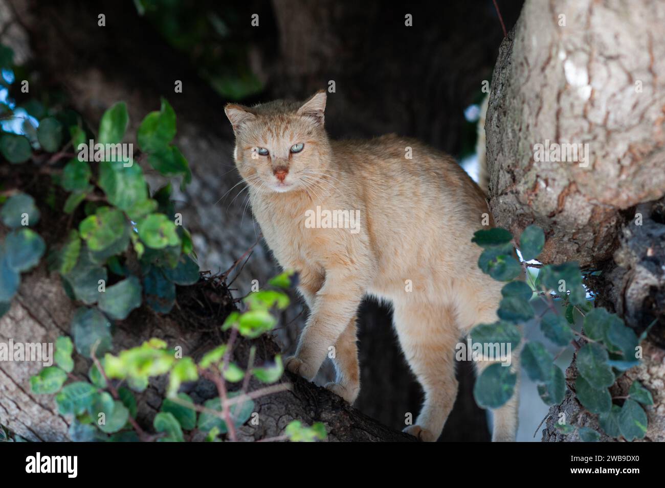 Orange et blanc, chat sauvage yeux verts blancs et un nez rouge s'abritent du danger sur une branche d'arbre haute. Banque D'Images