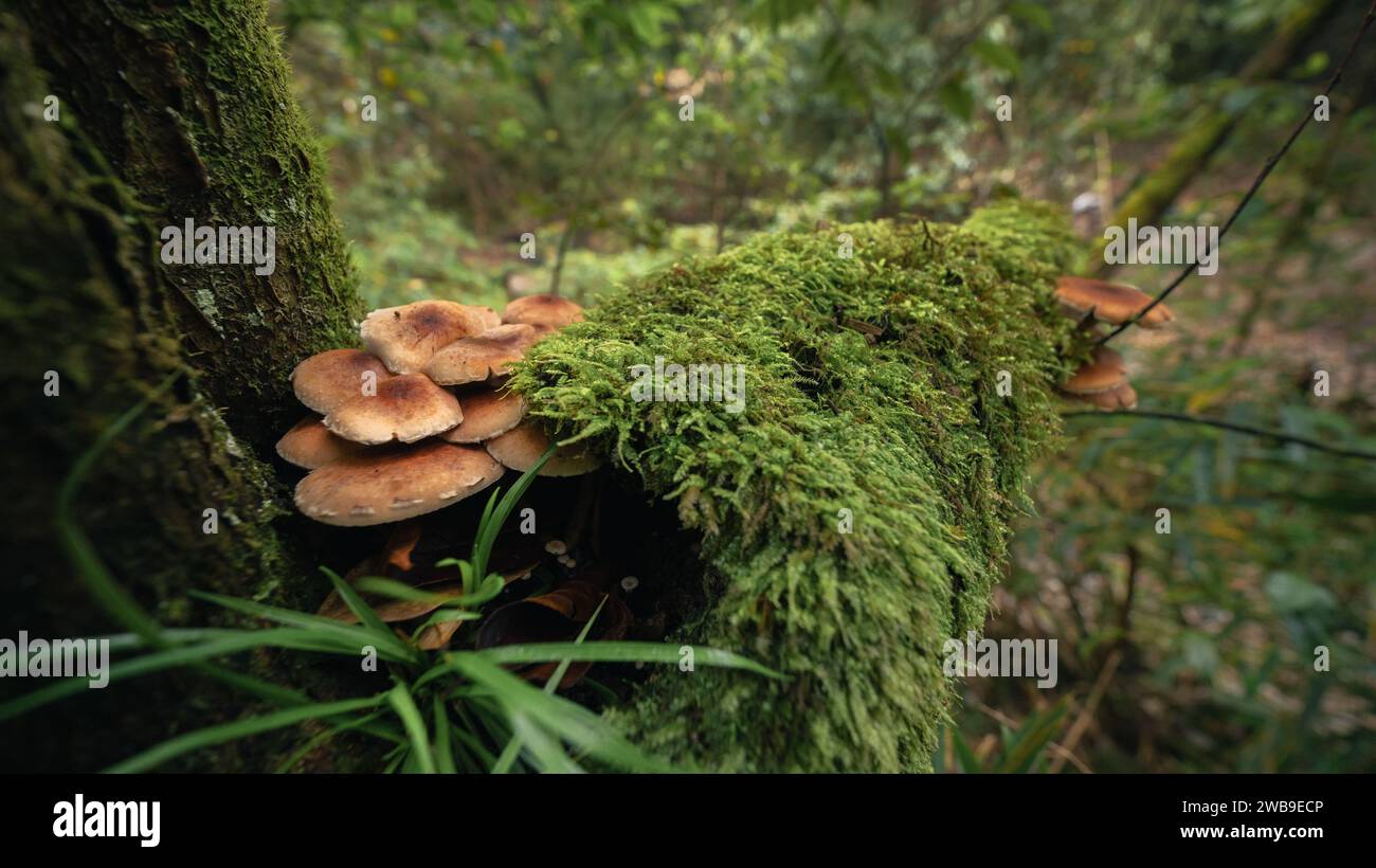 Image d'une branche d'arbre couverte de mousse avec des taches de mousse verte vibrante et des taches de petits champignons blancs poussant à la surface Banque D'Images