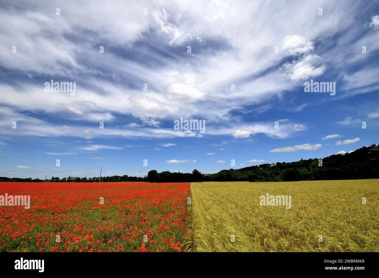 Coquelicots et champs de colza, Vallée de la Garonne Banque D'Images