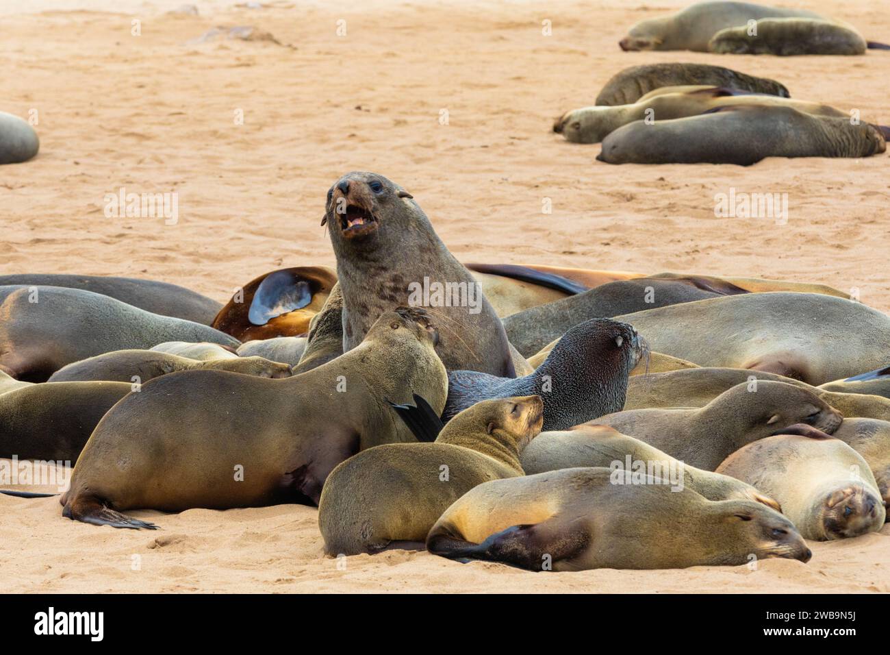 Les otaries à fourrure du Cap, dans l'une des plus grandes colonies de ce genre, reposent le long de la côte des squelettes de Namibie. Banque D'Images