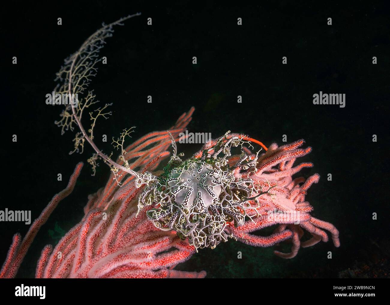 Une étoile de panier (Astrocladus euryale) thats attaché à un éventail de mer Palmate (Leptogoria palma) gros plan avec fond noir Banque D'Images