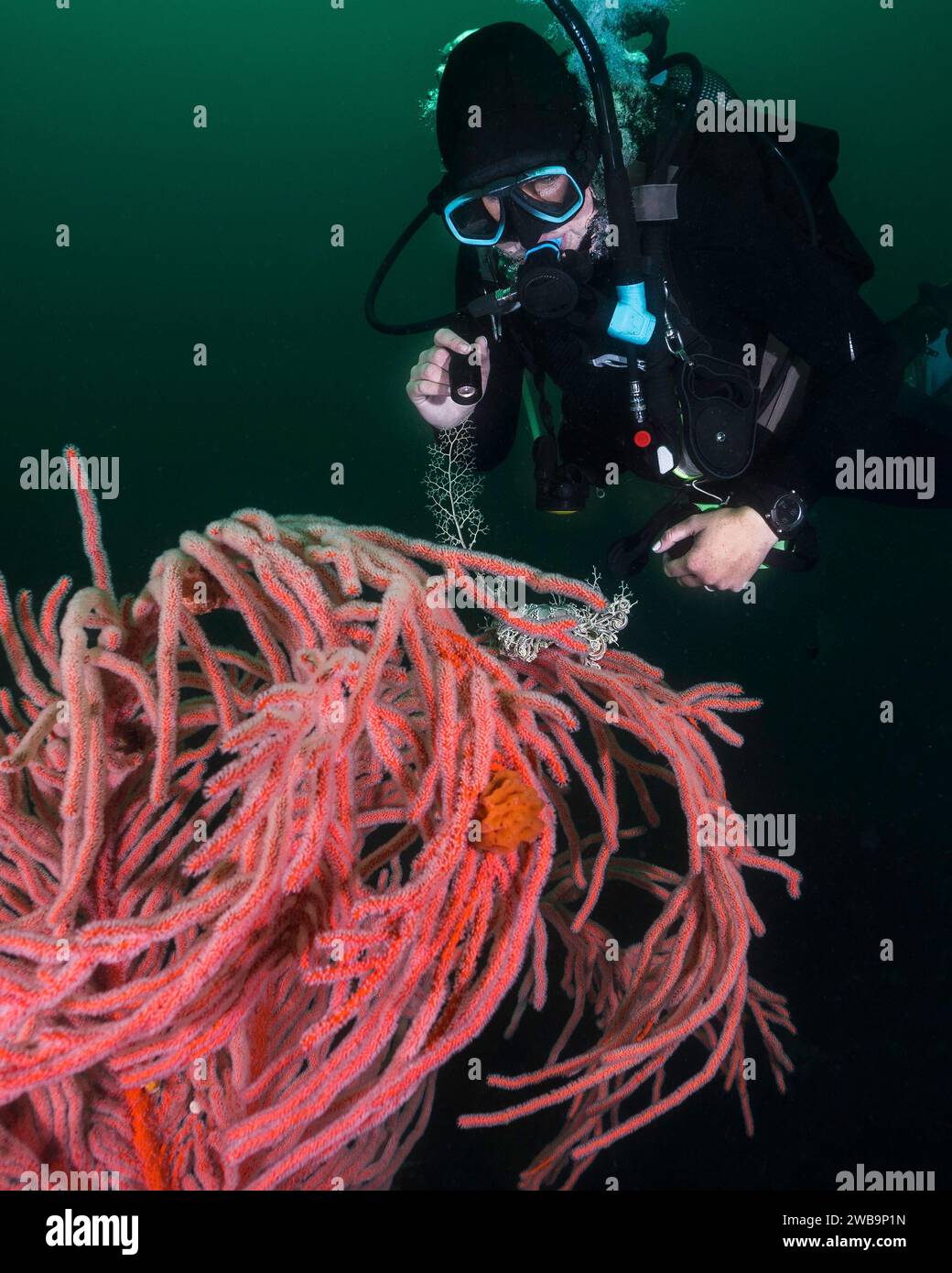 Une femme plongée sous-marine regardant une basket Star (Astrocladus euryale) thats attaché à un ventilateur de mer Palmate (Leptogoria palma) gros plan Banque D'Images