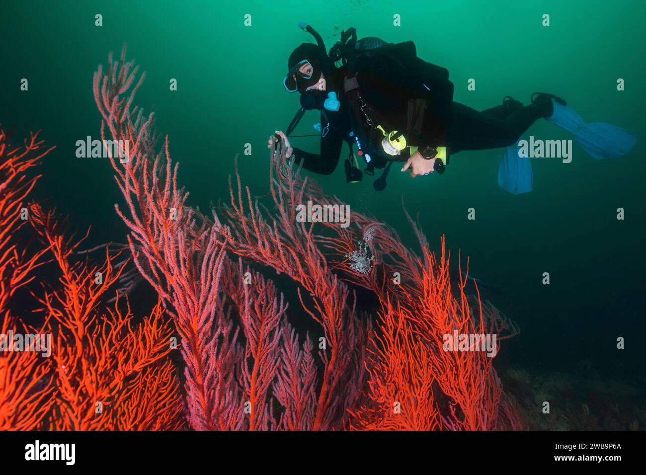 Une femme plongée sous-marine nageant sur un grand éventail de Palmate (Leptogoria palma) sous l'eau Banque D'Images