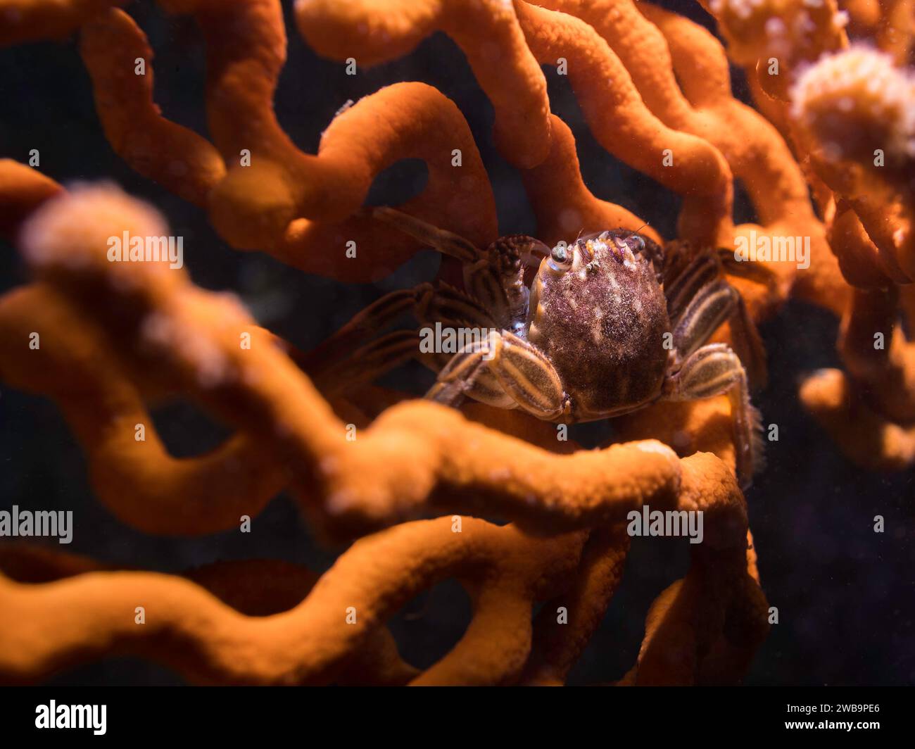 Un crabe du Cap (Plagusia chabrus) assis sur un éventail de mer Banque D'Images