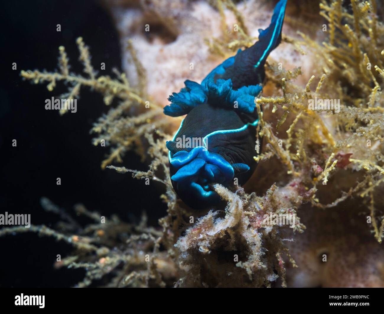 Vue de face d'une limace de nudibranche noire (Tambja capensis) sur le récif sous l'eau Banque D'Images
