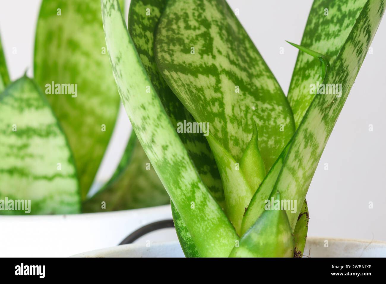 Gros plan sur le jeune Sansevieria en pot de fleurs blanches Banque D'Images