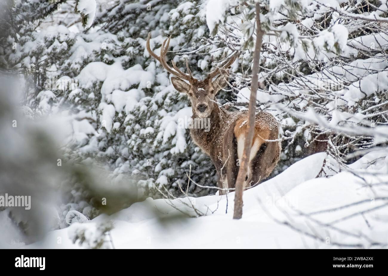 Cerf rouge cerf, Cervus elaphus, dans une forêt enneigée, beau cerf rouge mâle dans les bois enneigés, Alpes italiennes. Janvier. Banque D'Images