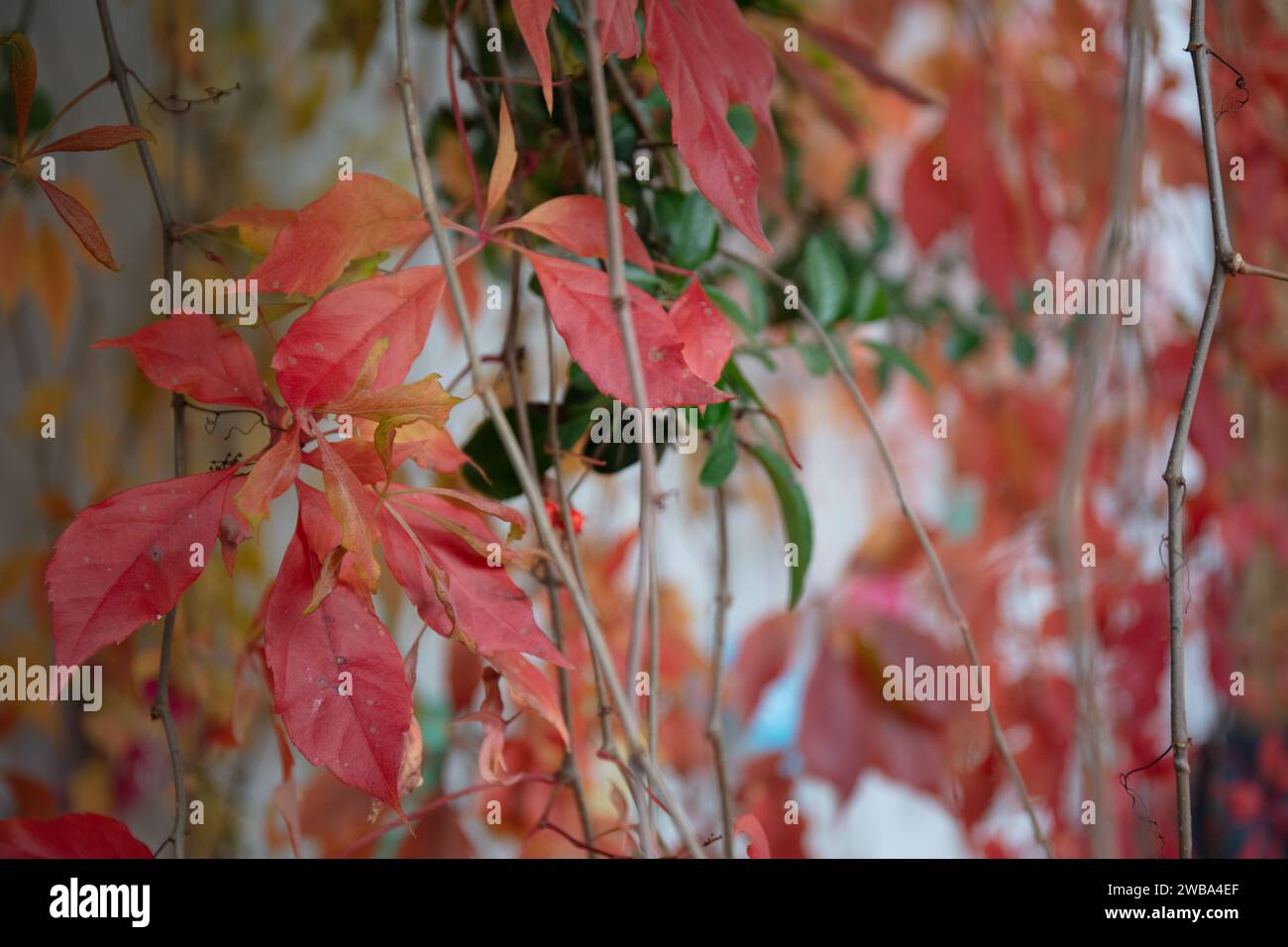 Gros plan sur les feuilles d'automne de Parthenocissus quinquefolia, un rampeur de Virginie Banque D'Images
