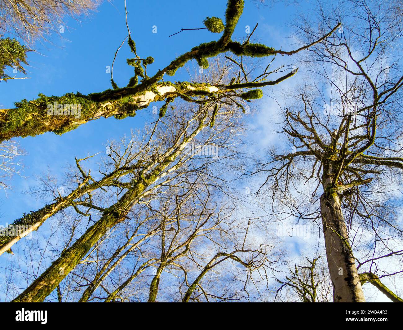 Troncs d'arbres recouverts de mousse contre un ciel bleu. Yew-buis grove de la réserve caucasienne. Banque D'Images
