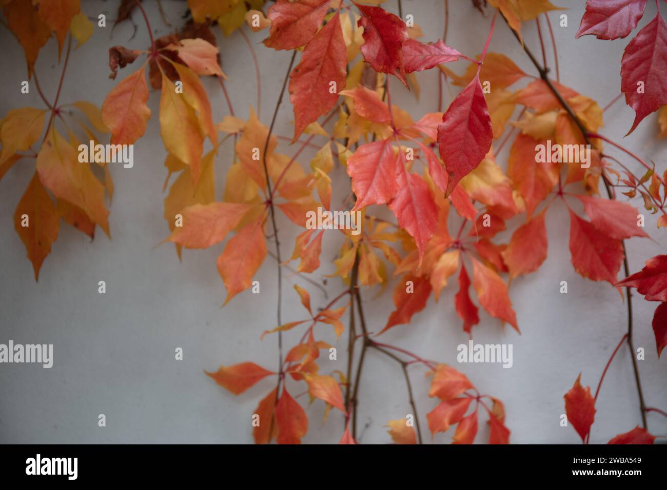 Gros plan sur les feuilles d'automne de Parthenocissus quinquefolia, un rampeur de Virginie Banque D'Images