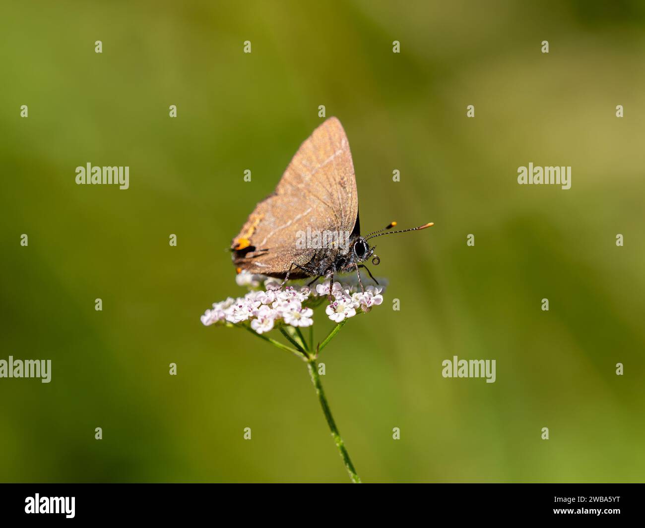 Lettre blanche Hairstreak. Ailes fermées. Banque D'Images