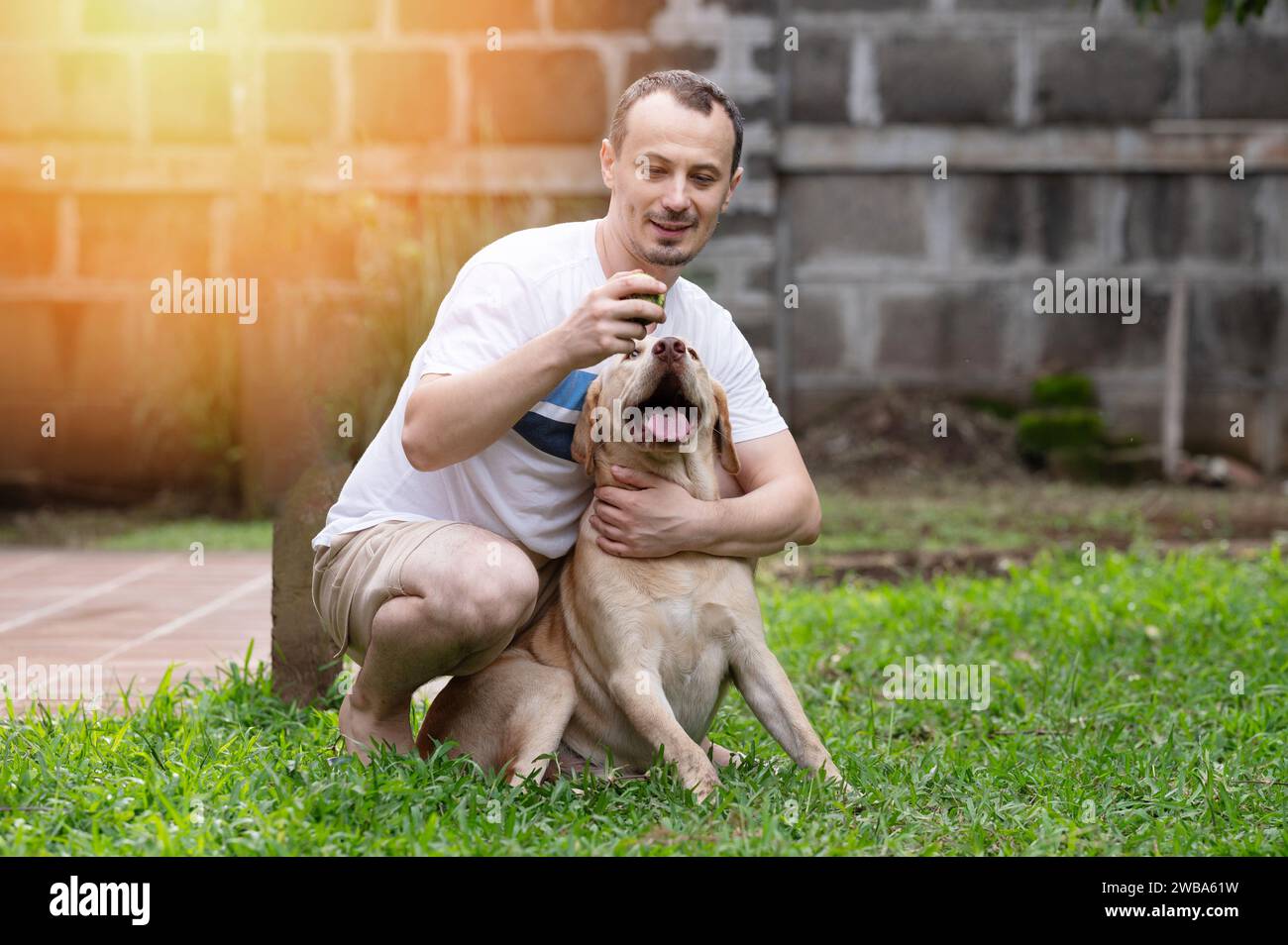 Heureux propriétaire jouer avec chien labrador assis sur fond d'herbe verte Banque D'Images