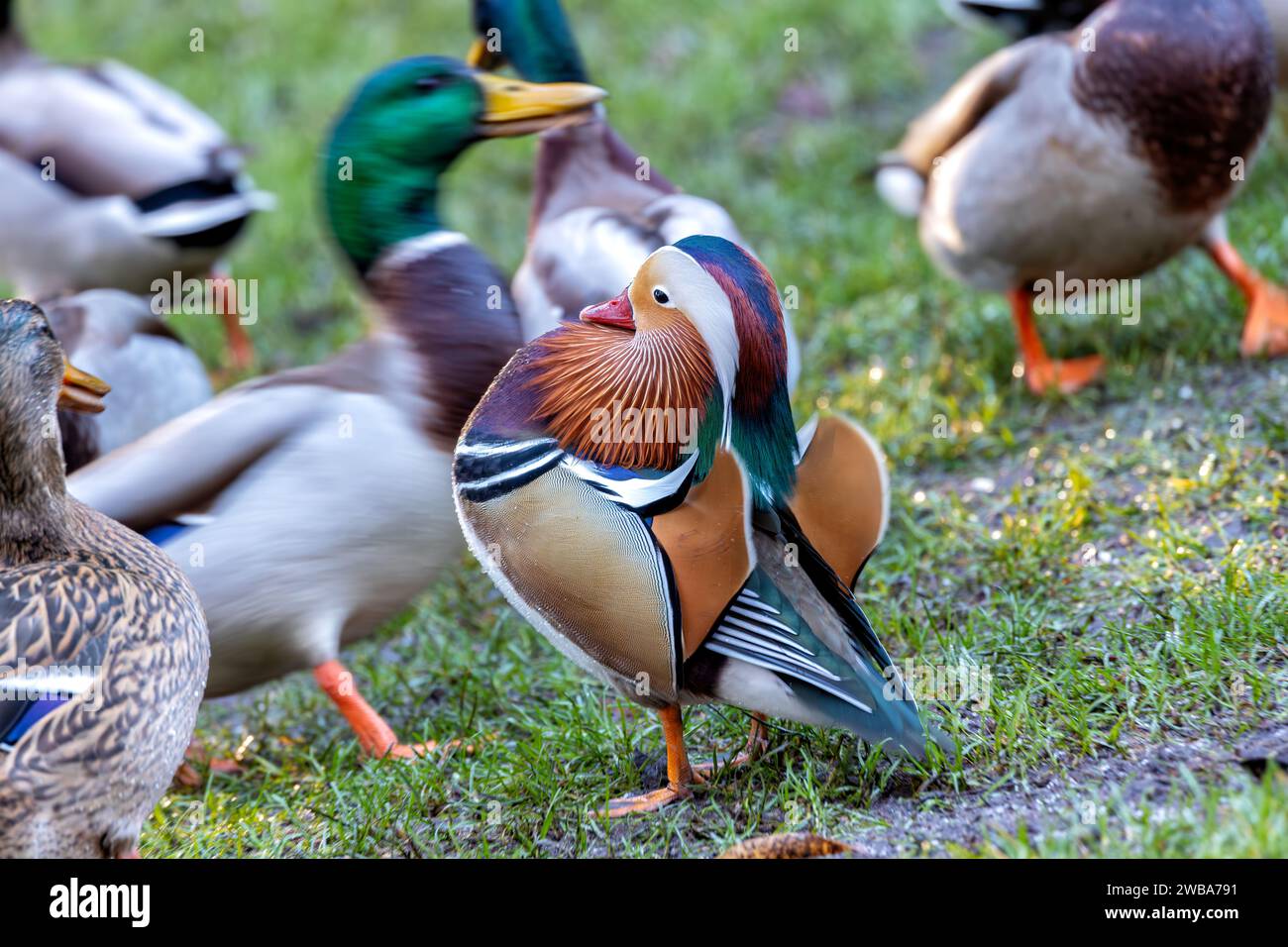 Un spectacle rare dans les jardins botaniques nationaux de Dublin, le canard mandarin mâle (Aix galericulata) enchante par son plumage vibrant. Une touche exotique à loc Banque D'Images