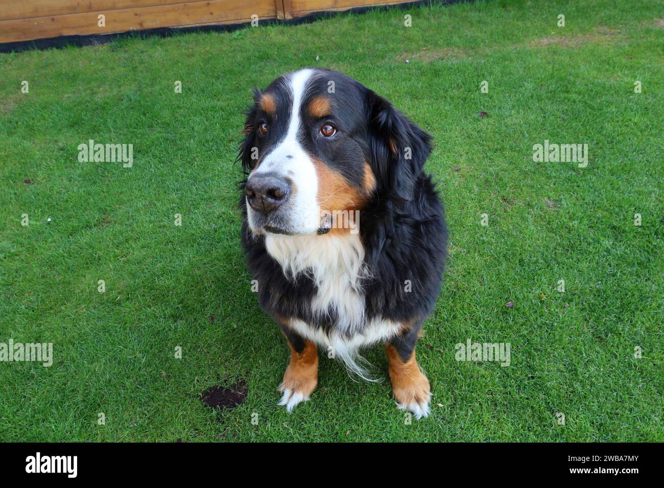Le chien de montagne bernois est une race de chien de grande taille originaire de Berne, de Suisse et des Alpes suisses Banque D'Images