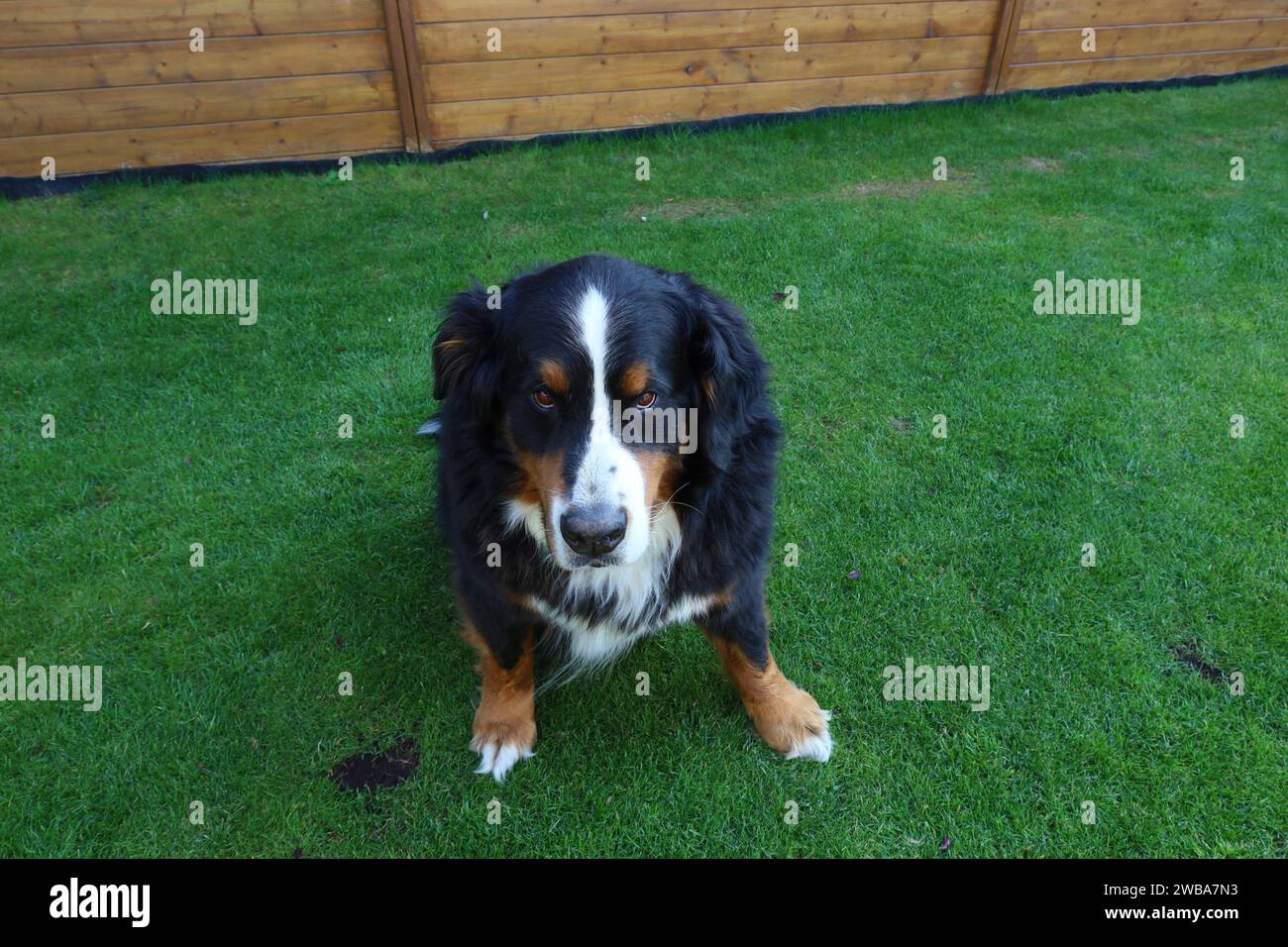Le chien de montagne bernois est une race de chien de grande taille originaire de Berne, de Suisse et des Alpes suisses Banque D'Images