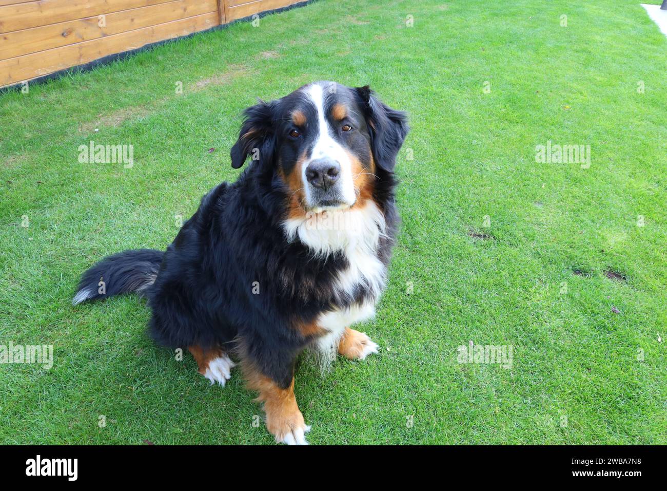 Le chien de montagne bernois est une race de chien de grande taille originaire de Berne, de Suisse et des Alpes suisses Banque D'Images