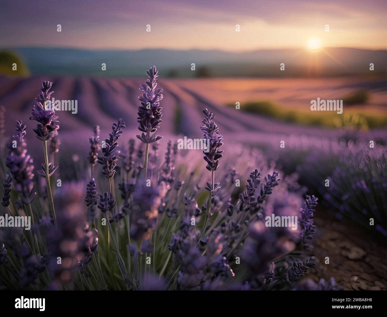 Champs de lavande au coucher du soleil Provence, France - une vue à couper le souffle qui capture la beauté de la nature dans sa forme la plus sereine. Illustration de Vecteur