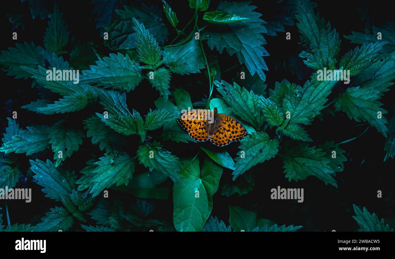 Un papillon orange perché au sommet d'une plante verdoyante dans un cadre sombre et ombragé de forêt. Banque D'Images