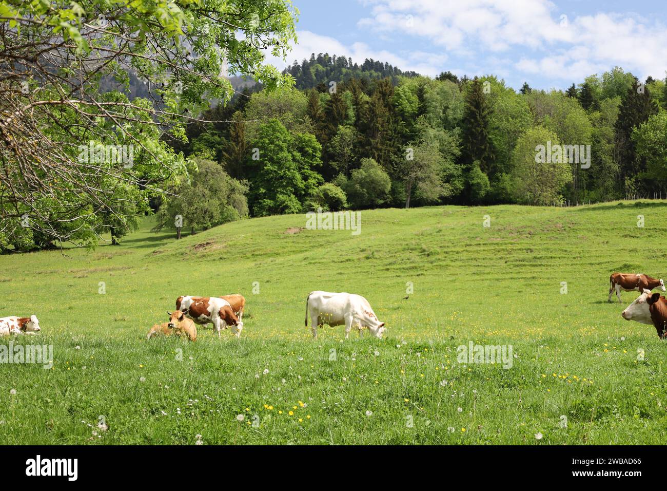 Vue sur une vallée en haute-Savoie Banque D'Images